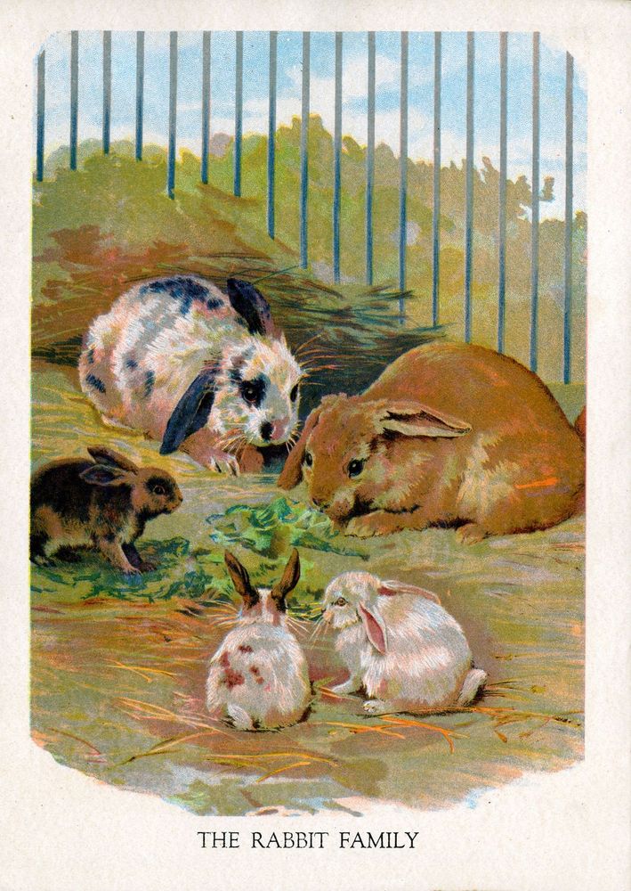 Scan 0007 of Animal pets