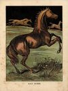 Thumbnail 0005 of Horses