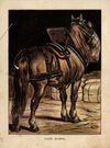 Thumbnail 0009 of Horses