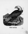 Thumbnail 0018 of The illustrated alphabet of birds