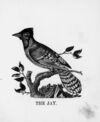 Thumbnail 0028 of The illustrated alphabet of birds