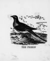 Thumbnail 0040 of The illustrated alphabet of birds