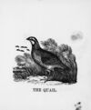 Thumbnail 0042 of The illustrated alphabet of birds
