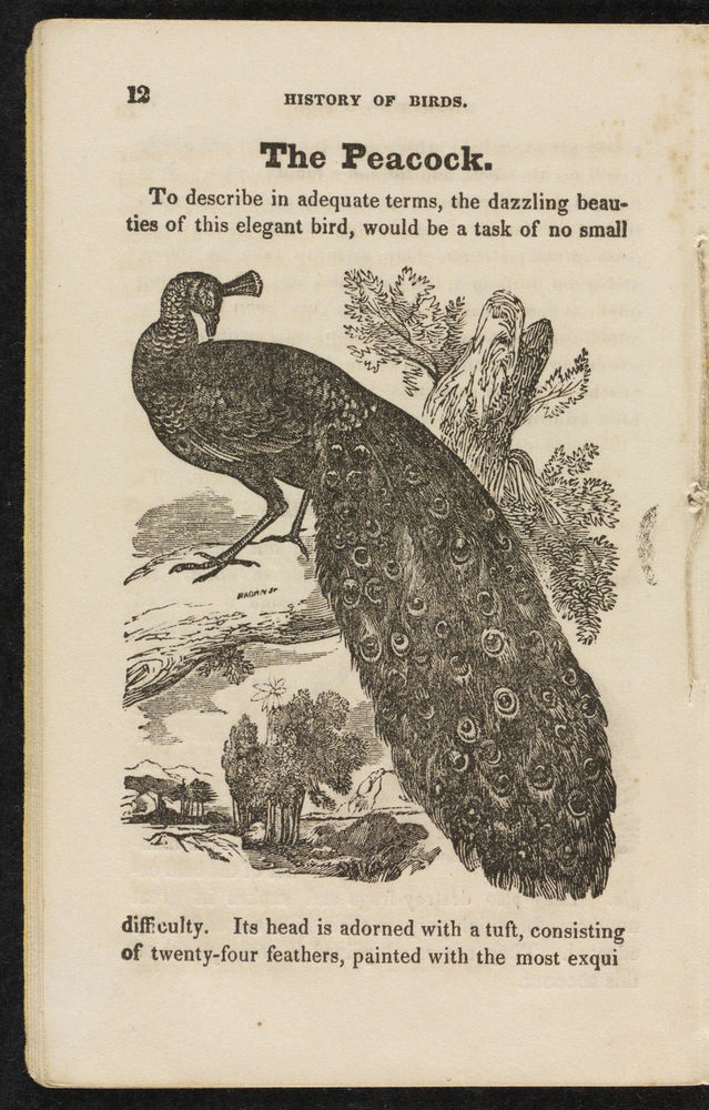 Scan 0014 of The natural history of birds