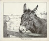 Thumbnail 0011 of The book of donkeys