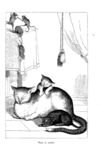 Thumbnail 0057 of Chit-chat by a little kit-cat