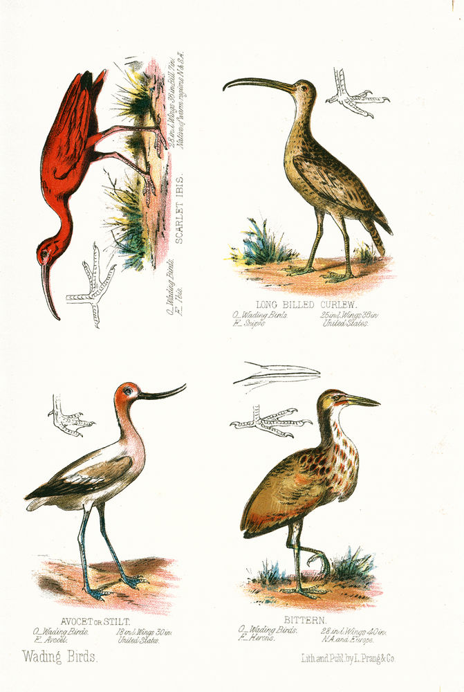 Scan 0019 of Wading birds