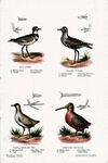 Thumbnail 0024 of Wading birds