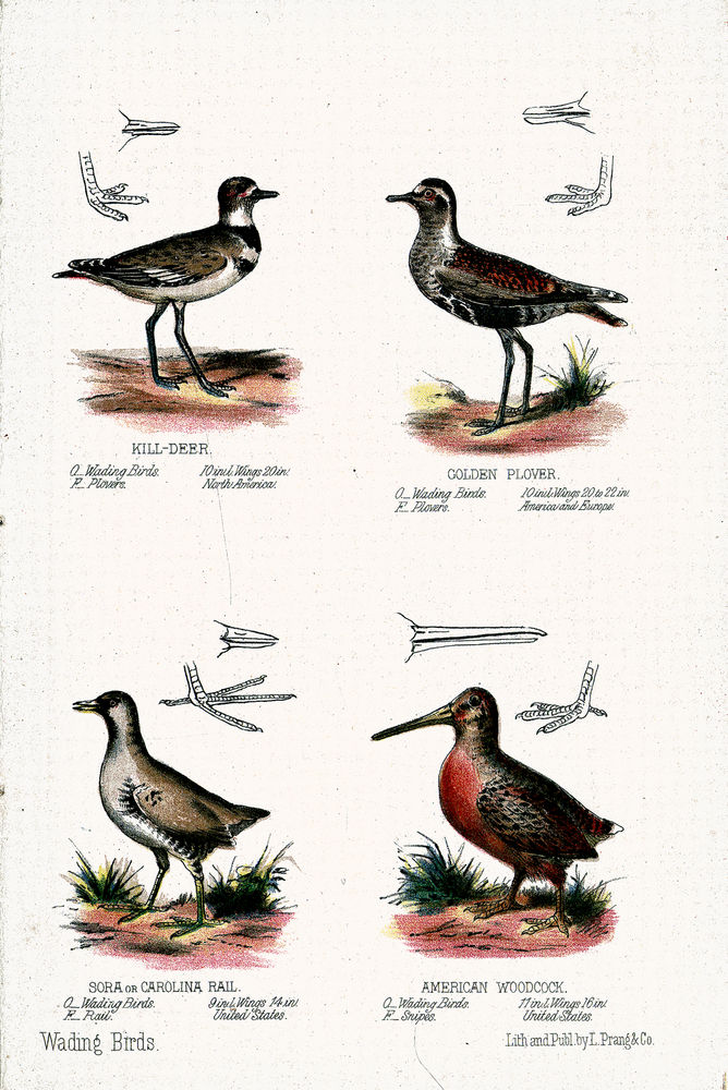 Scan 0024 of Wading birds
