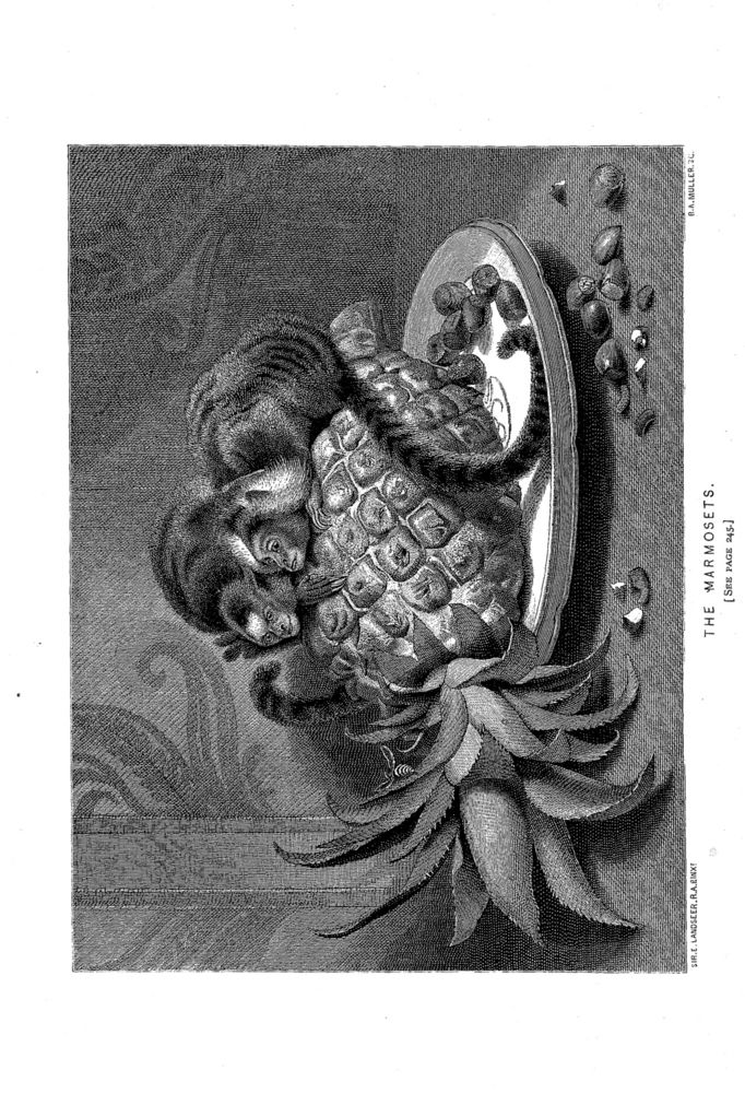 Scan 0003 of St. Nicholas. February 1875