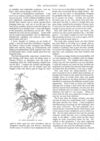 Thumbnail 0051 of St. Nicholas. February 1888