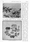 Thumbnail 0074 of St. Nicholas. February 1887