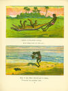 Thumbnail 0010 of A funny book about the Ashanties