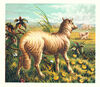 Thumbnail 0008 of Domestic animals