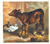 Thumbnail 0011 of Domestic animals