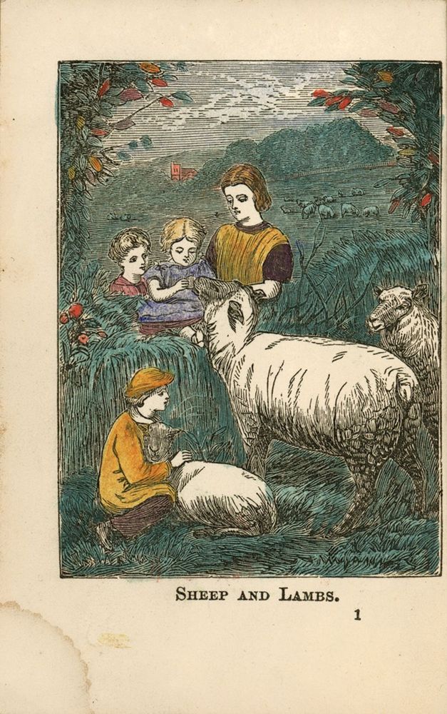 Scan 0006 of Sheep and lamb