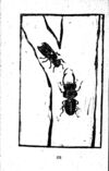 Thumbnail 0123 of 昆虫たちの国