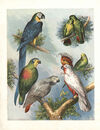 Thumbnail 0010 of Large birds