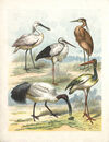 Thumbnail 0014 of Large birds