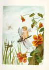 Thumbnail 0016 of Fly-away fairies